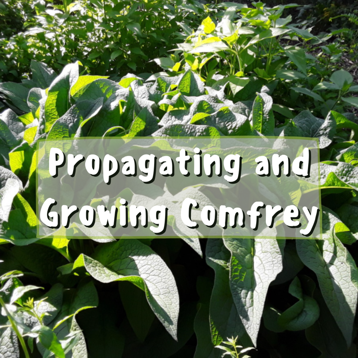 Propagating comfrey is both easy and rewarding! This article will help you through the process of growing and propagating comfrey on your own.
