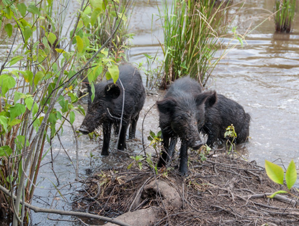 Feral pigs in Louisiana.
