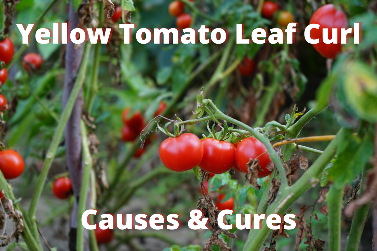 Yellow Tomato Leaf Curl: Causes and Cures for Curling Leaves