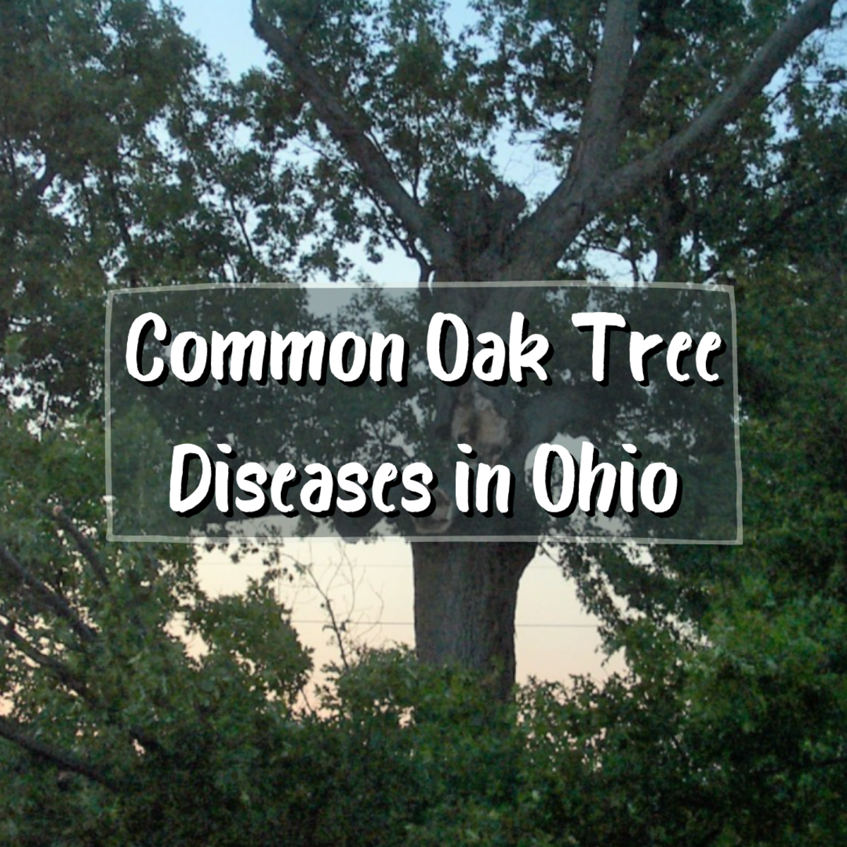 15 Common Oak Tree Diseases in Ohio