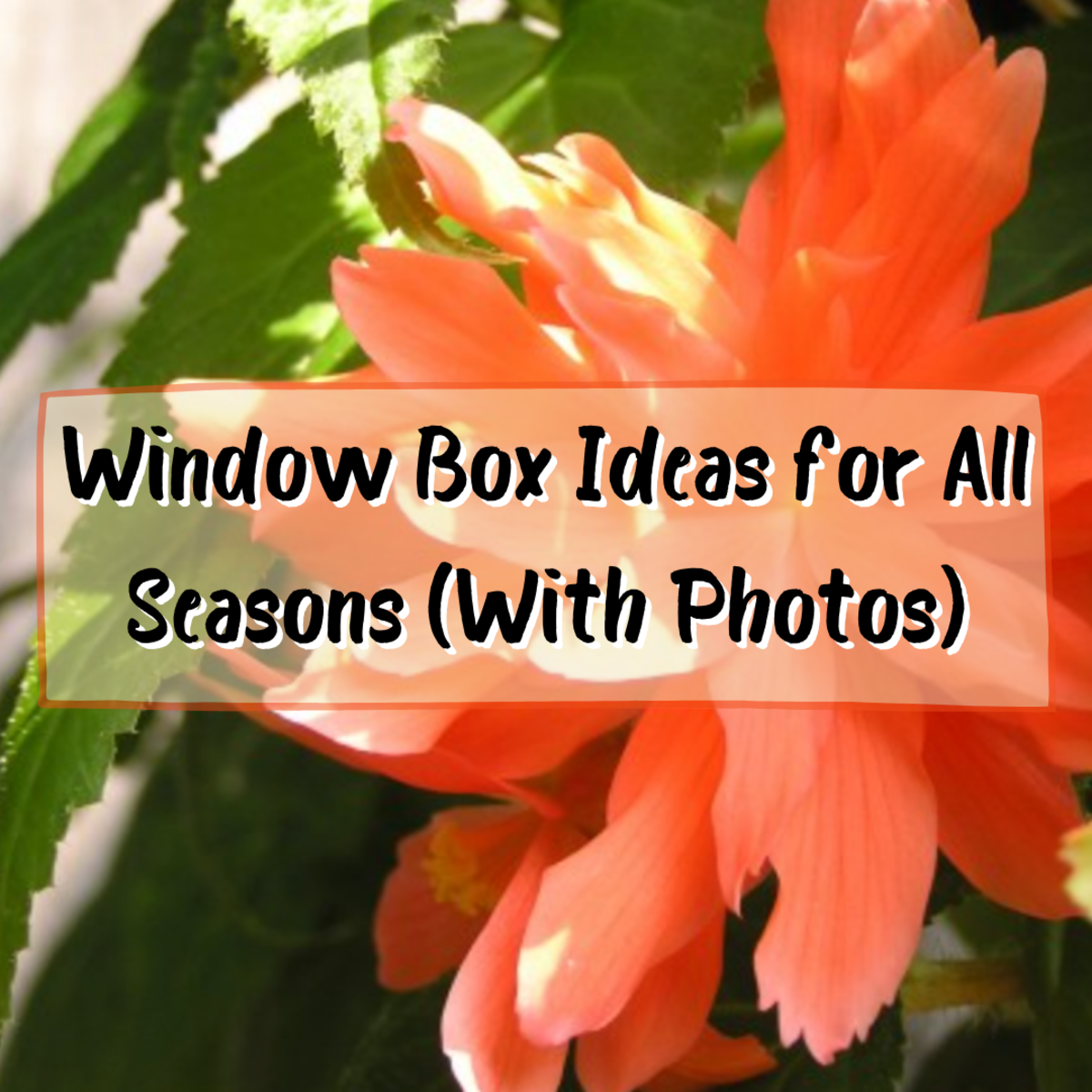 Window Box Ideas for All Seasons (With Photos)
