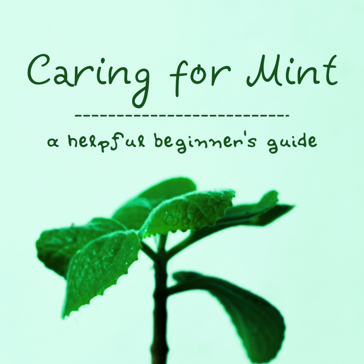 Mint plant care doesn't have to be daunting. Read on for the basics of how to care for mint plants so you can successfully raise this versatile herb.