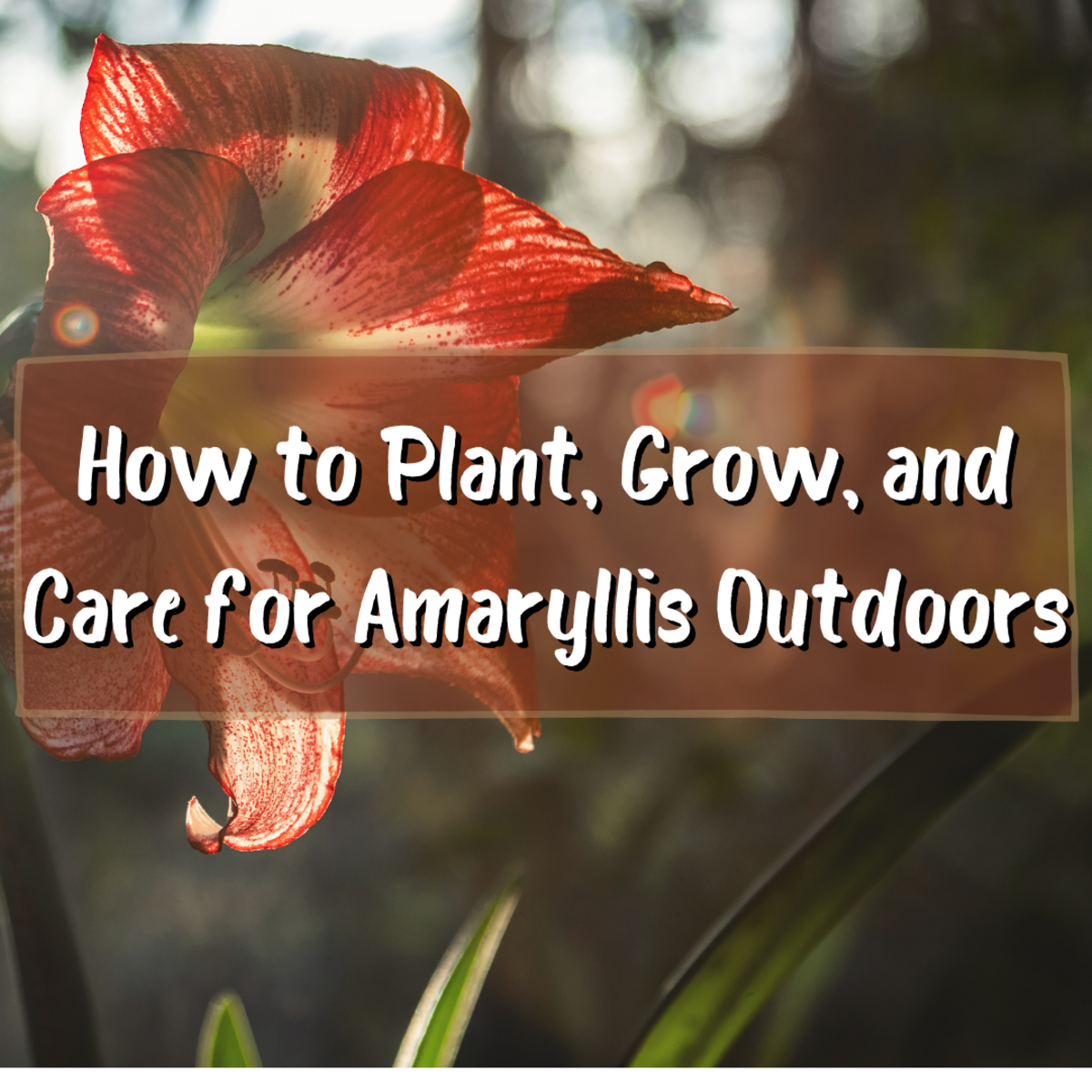How to Plant, Grow, and Care for Amaryllis Outdoors