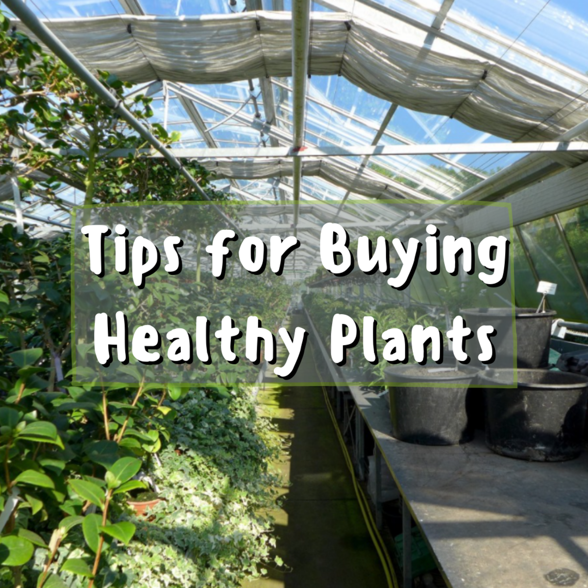 Tips for Buying Healthy Plants