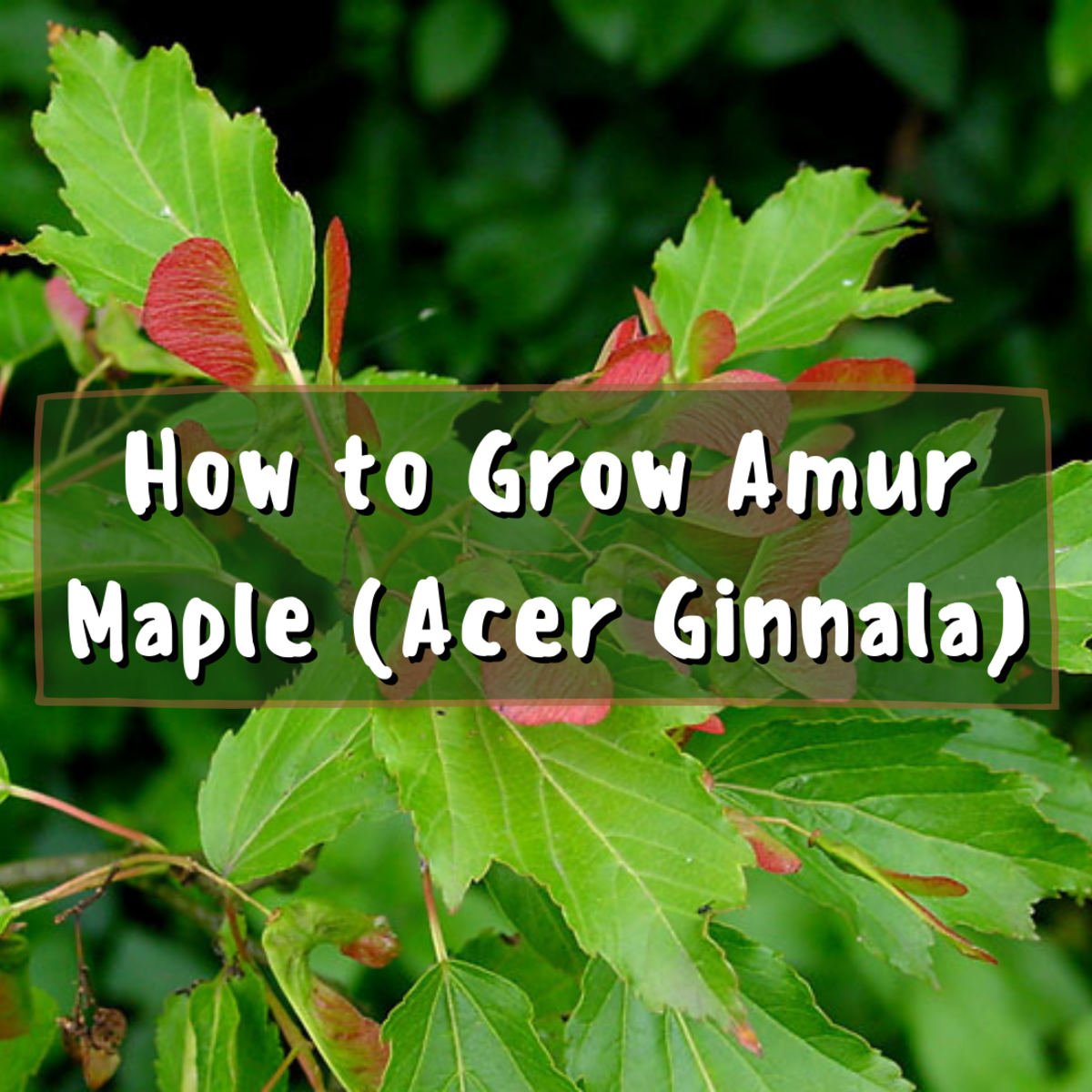 Learn how to grow Amur maple (Acer ginnala) and care for it. Amur maple is a deciduous shrub native to northeastern Asia, which can be pruned into various shapes, ranging from a tall tree to a small bonsai.