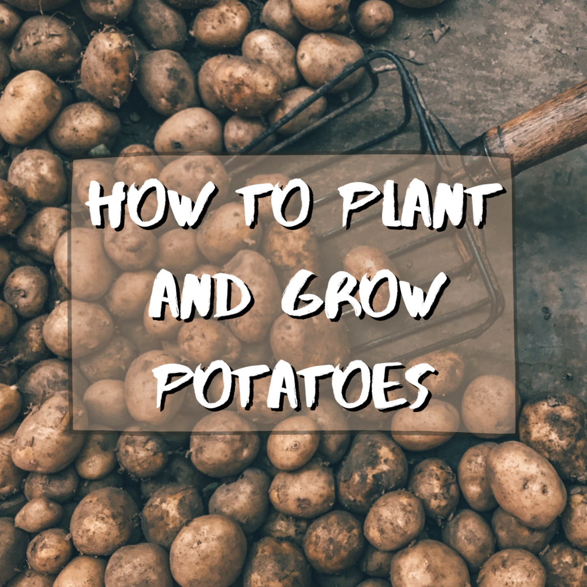 Read on for tips and info on how to grow potatoes. Learn everything you need to know from planting all the way to harvest.