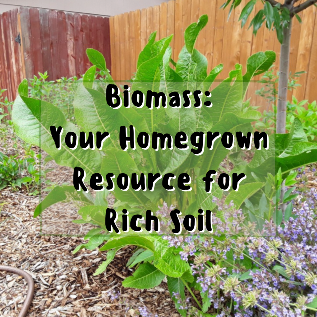 Learn about the best plants for biomass, which is the organic matter that becomes soil. Horseradish (pictured above) is a deep-rooted, easy-to-grow mineral accumulator.