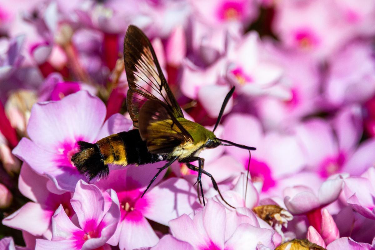 Hummingbird moth collecting nectar from Phlox flowerbed. 