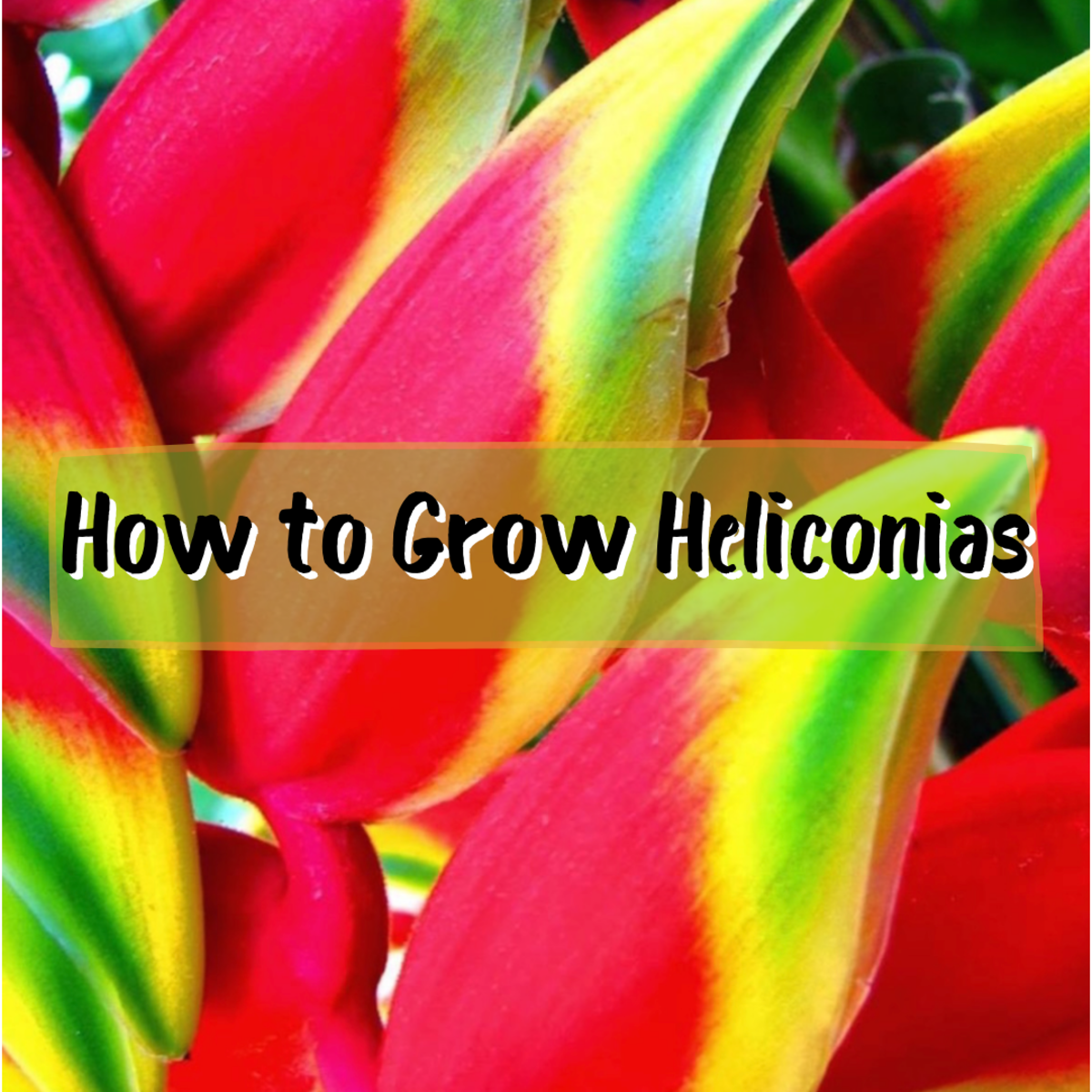 Read on to learn all about growing the perfect heliconias, the plant that completes any tropical garden. Pictured above is one of my favorite varieties, heliconia rostrata.