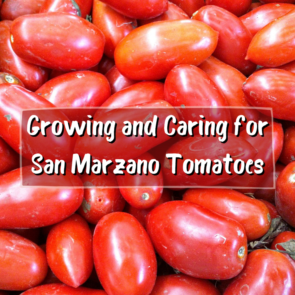 The San Marzano tomato is one of the best varieties available. Learn all about growing San Marzano tomatoes in this article.