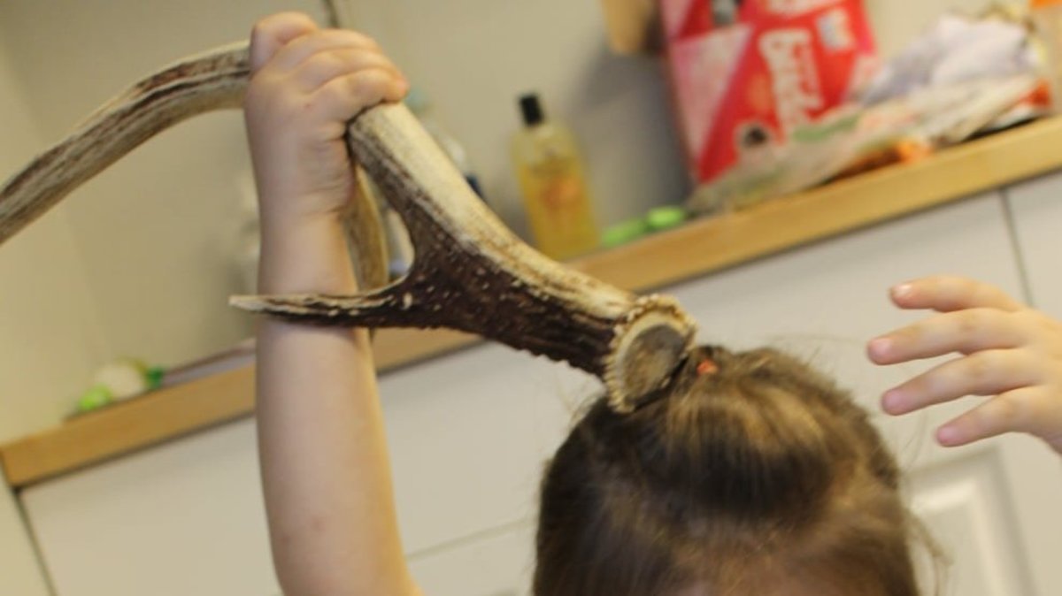 Using a deer antler to compare a horn versus an antler