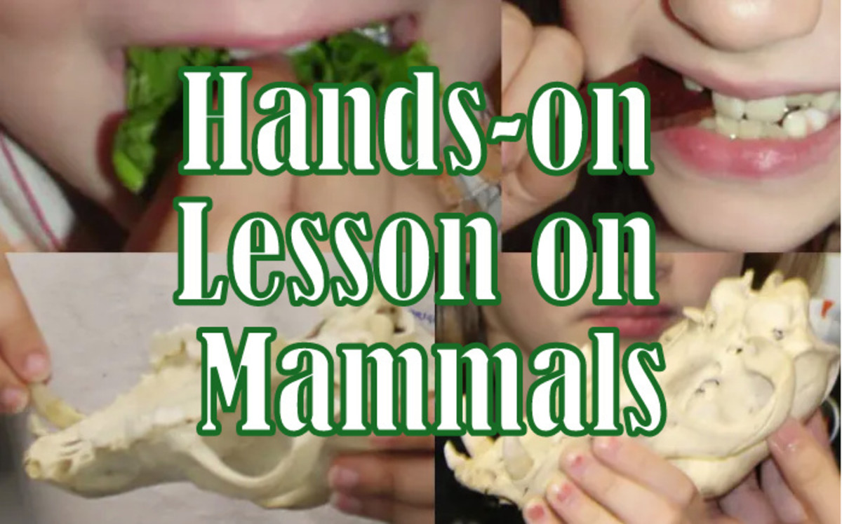 Hands-on STEAM elementary lesson plan on Mammals