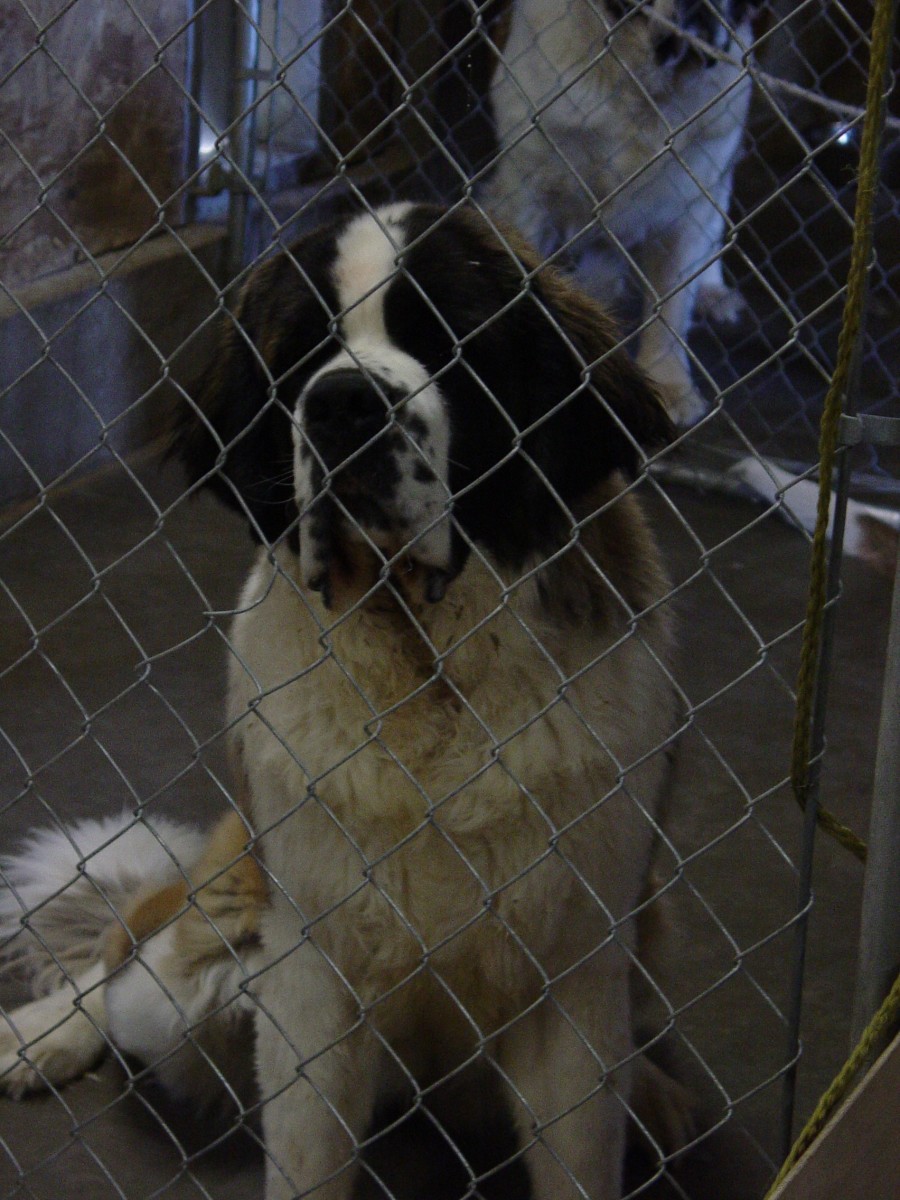 If you get a puppy from a breeder ask to see the parents and ask about their medical history. For giant breeds, like this St. Bernard, you want to make sure the parents don't have evidence of diseases like hip dysplasia. 