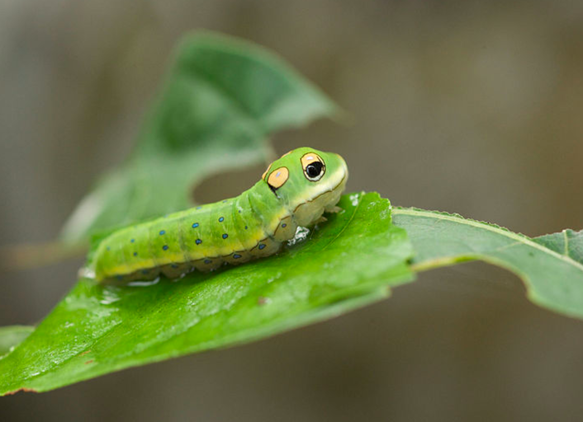 The amazing caterpillar of the spicebush swallowtail
