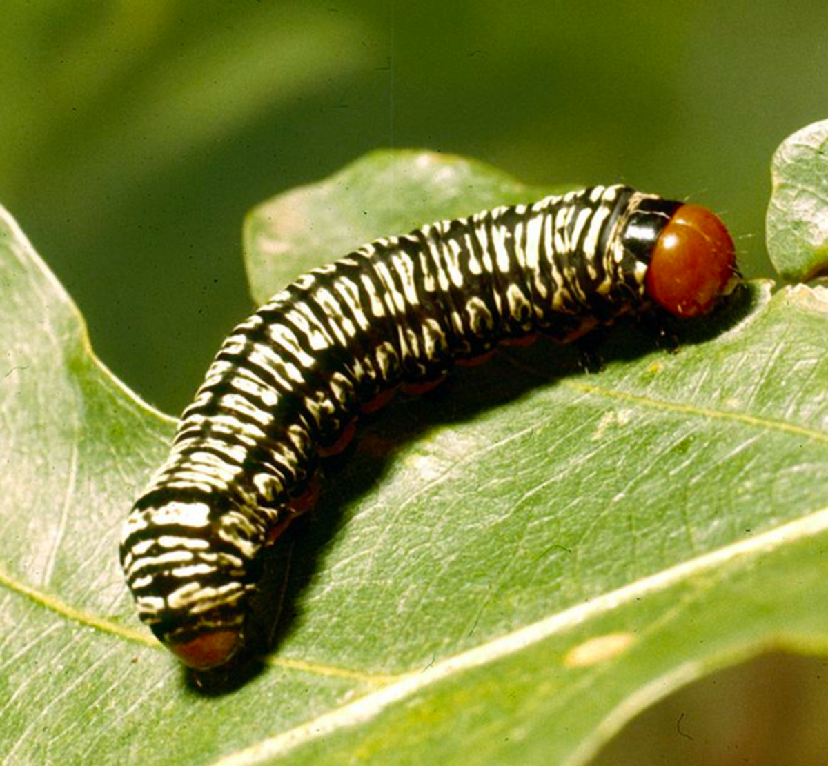 Insects on Cabbages Identification Guide to the Bugs and Insects That