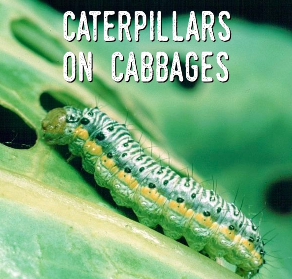 Insects on Cabbages Identification Guide to the Bugs and Insects That Attack Cabbage Plants