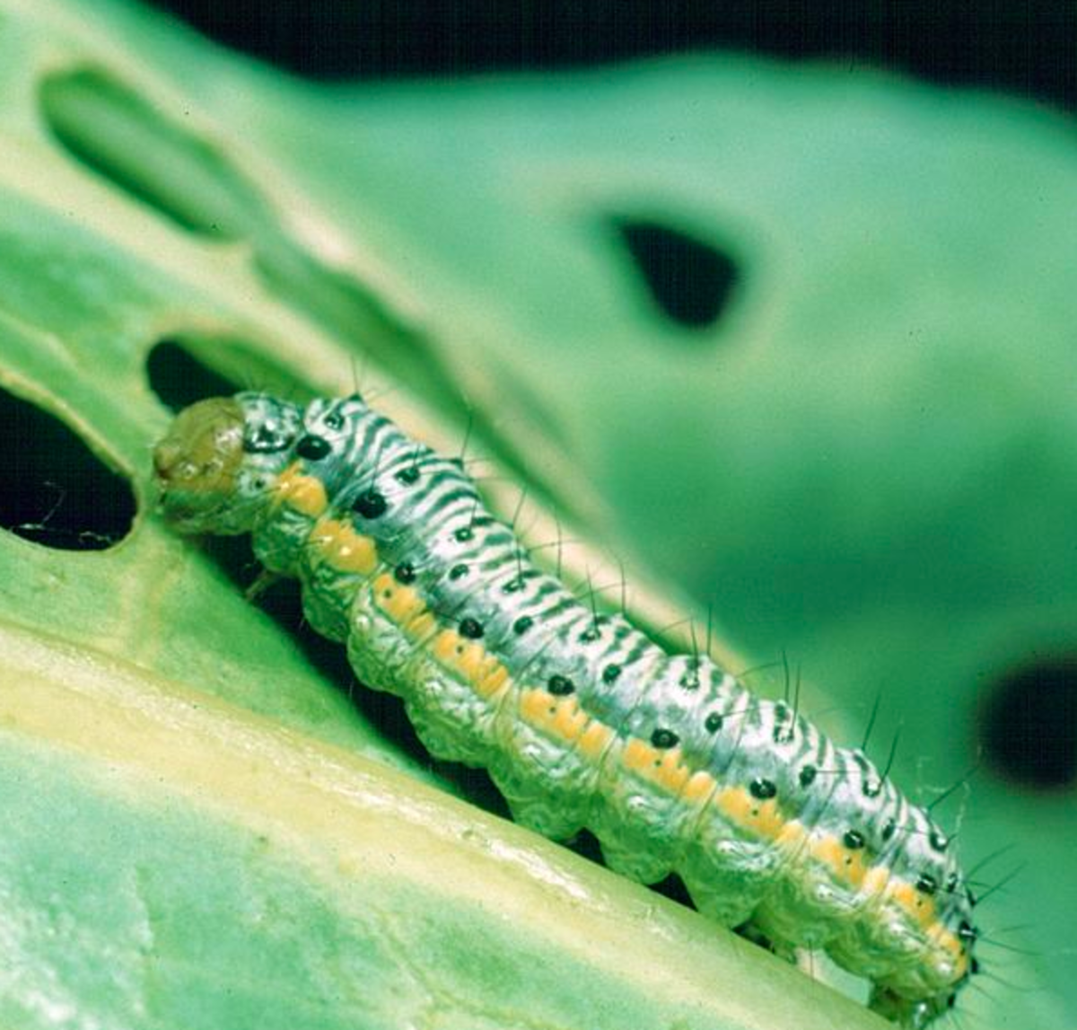 Insects on Cabbages Identification Guide to the Bugs and Insects That