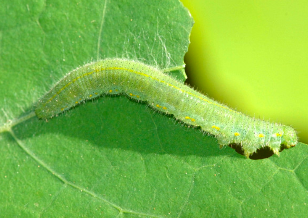 The caterpillar of the destructive cabbage white
