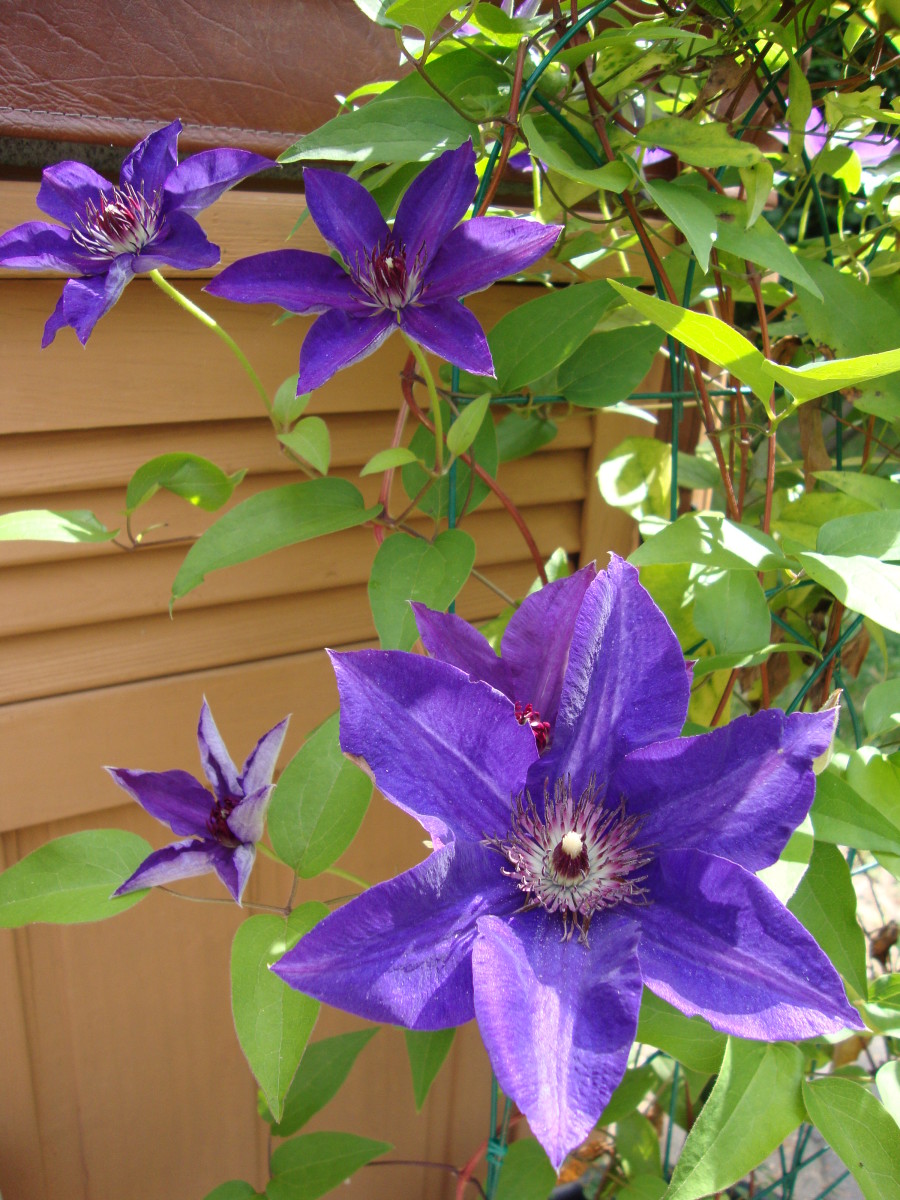 Vibrant colors of the clematis, or leather flower.