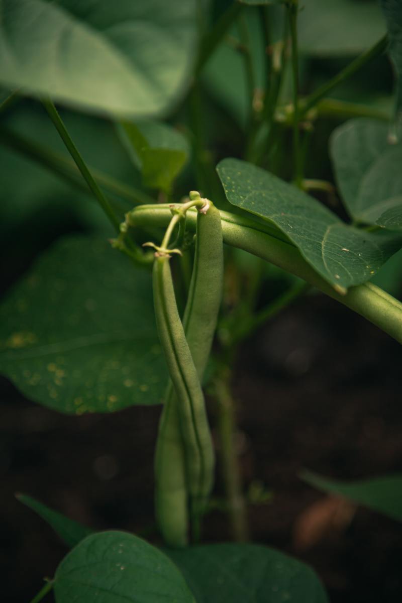 easy-to-grow-bush-green-beans
