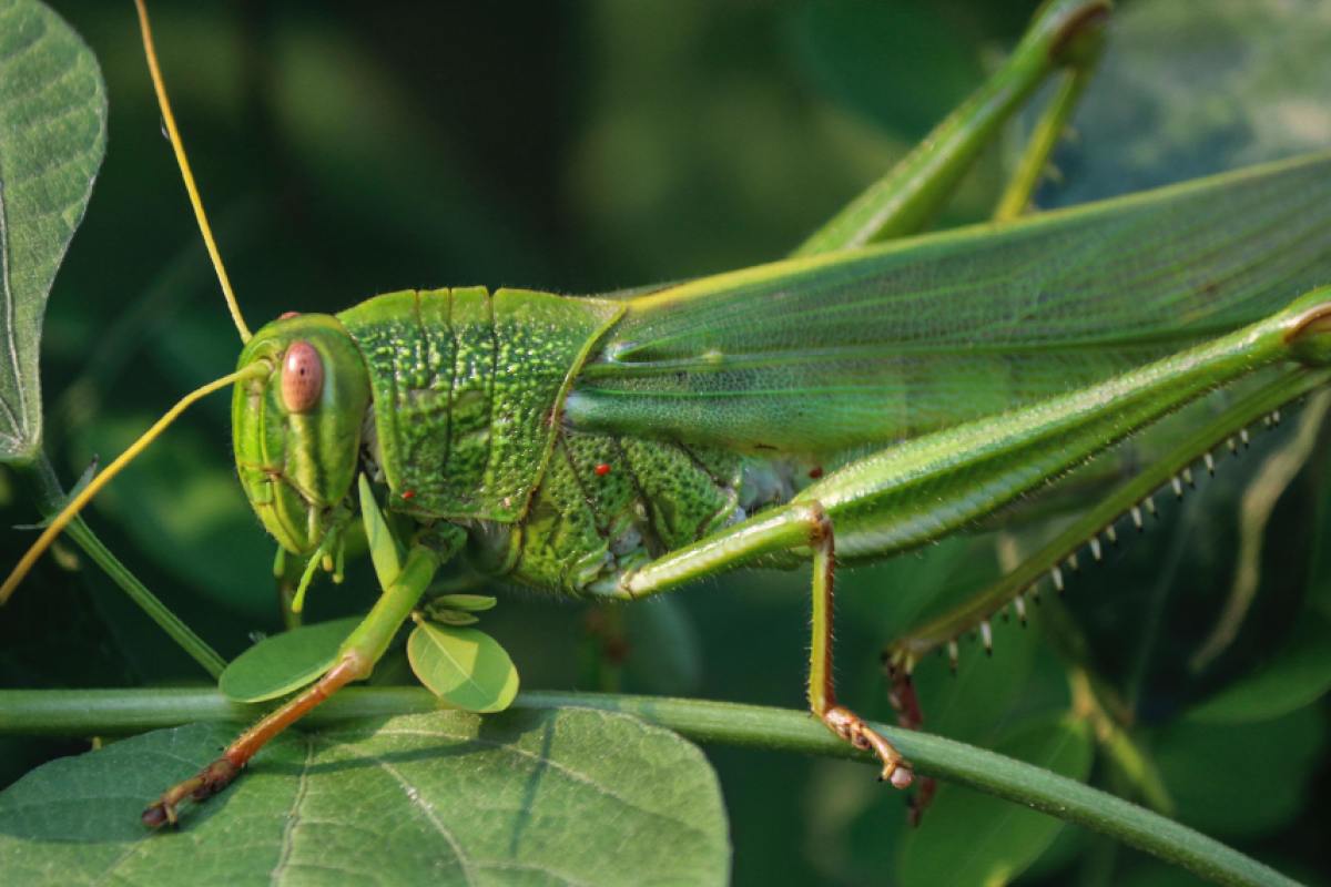Grasshoppers feed on a variety of plants and vegetation, including hostas.