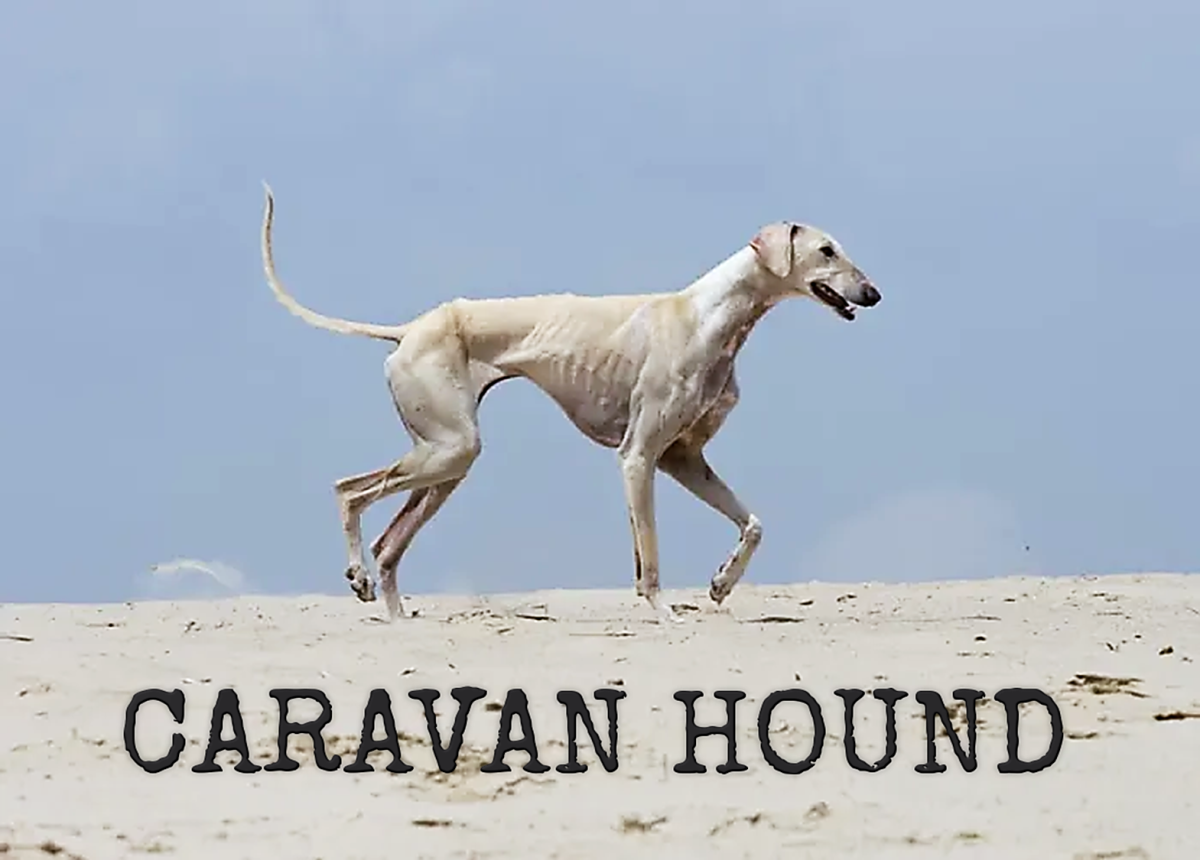Caravan Hound or Karwanis, Dog Breed Information, Facts & Characteristics