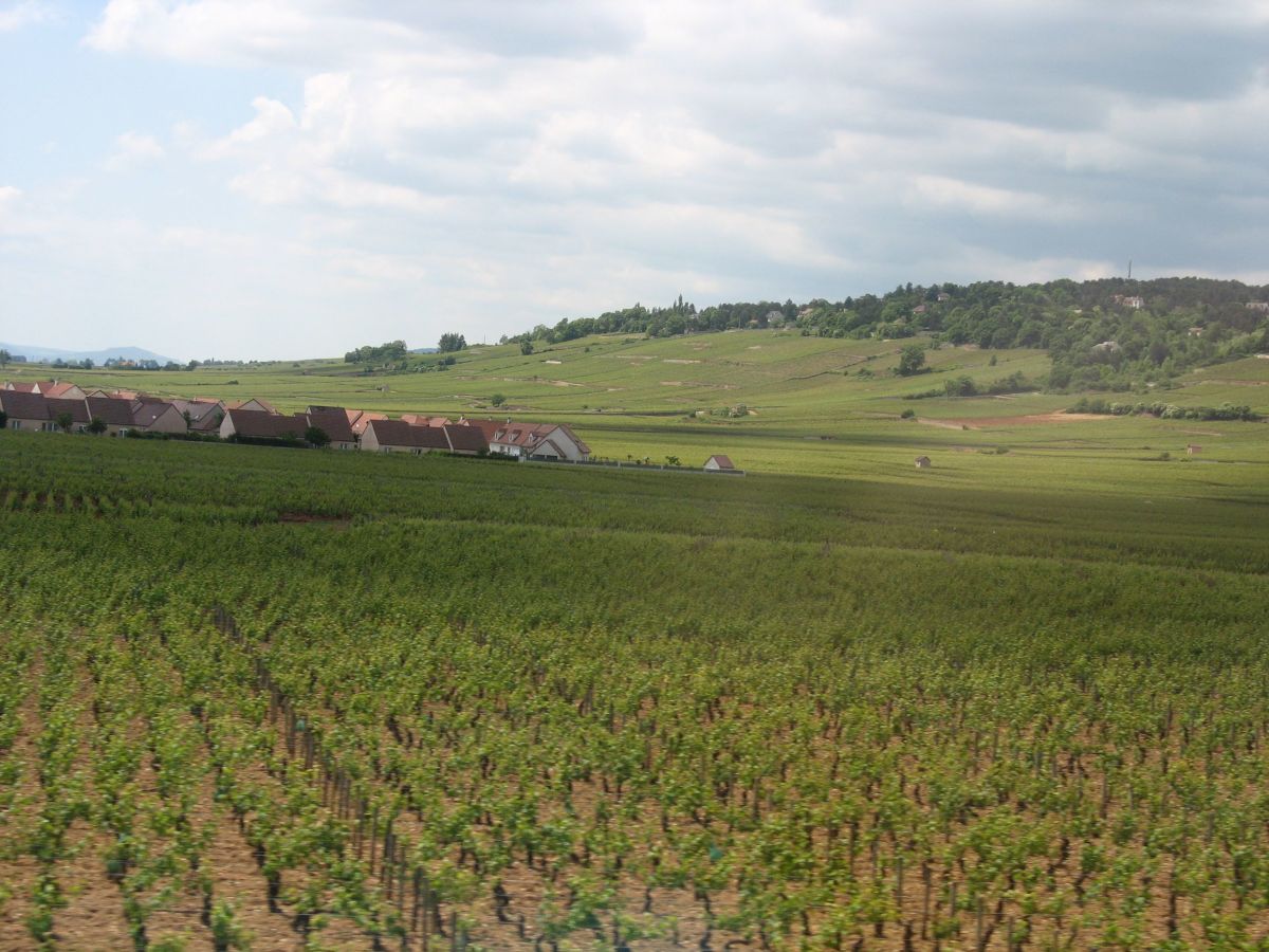 A  Burgundy Vineyard