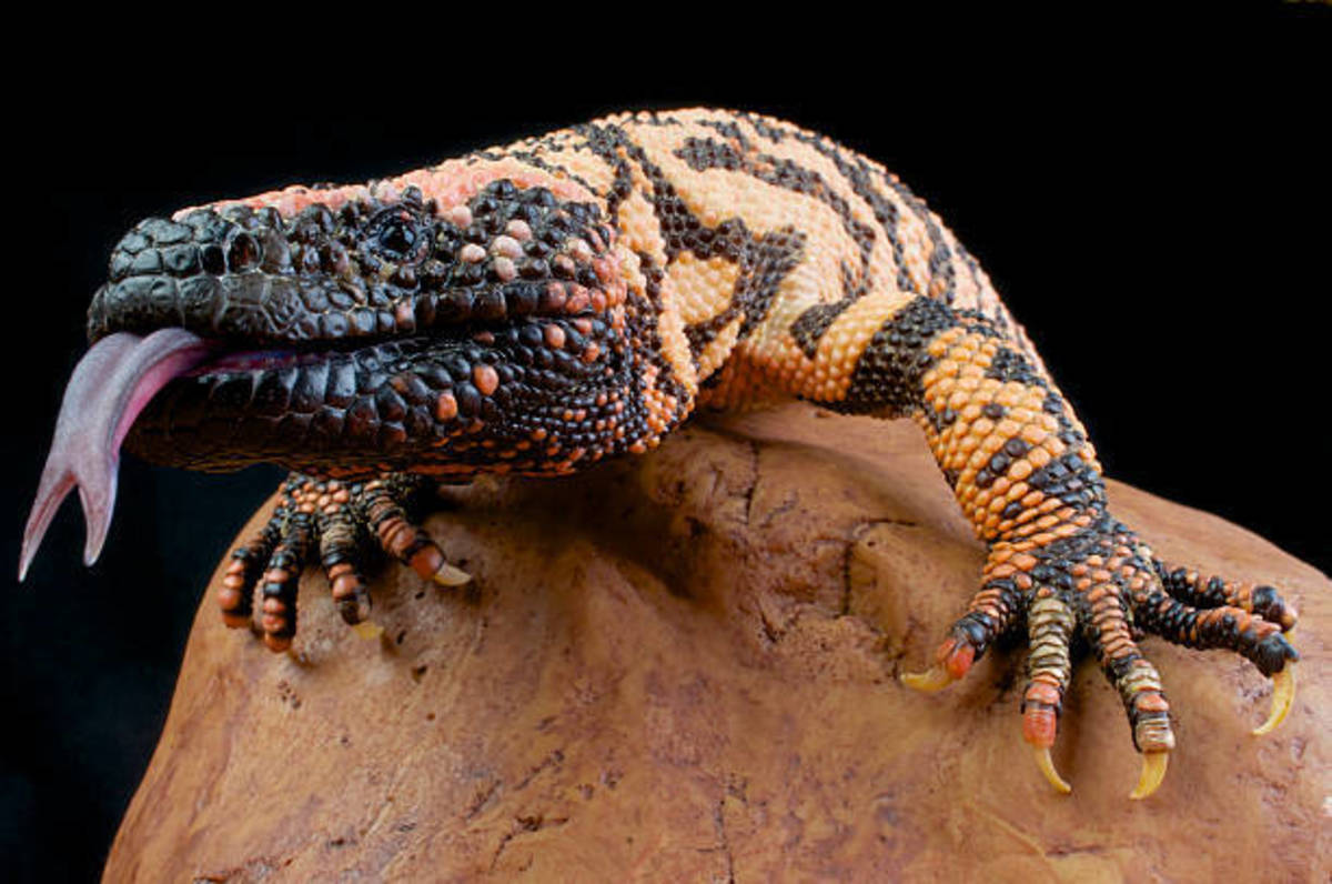 the-worlds-largest-surviving-lizard-species