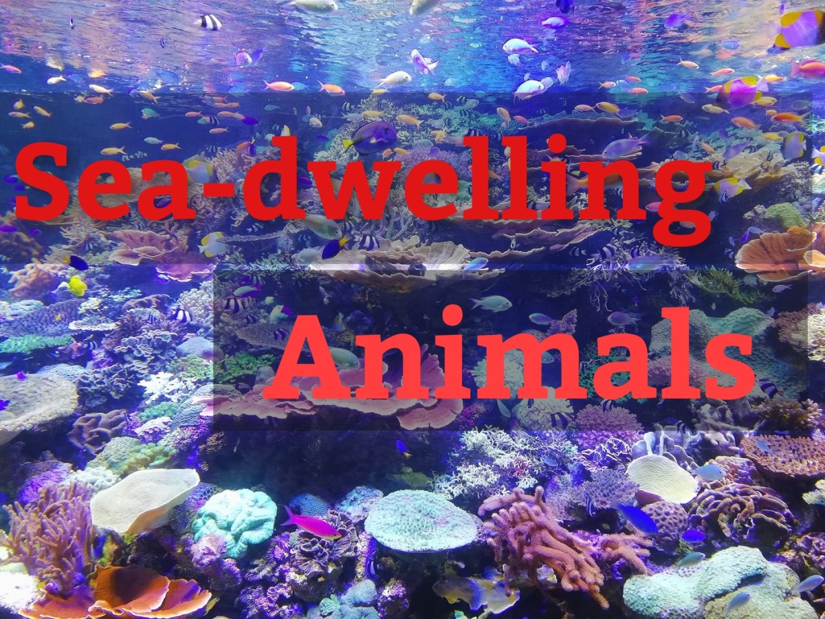 Read on to learn about 5 fascinating sea-dwelling animals