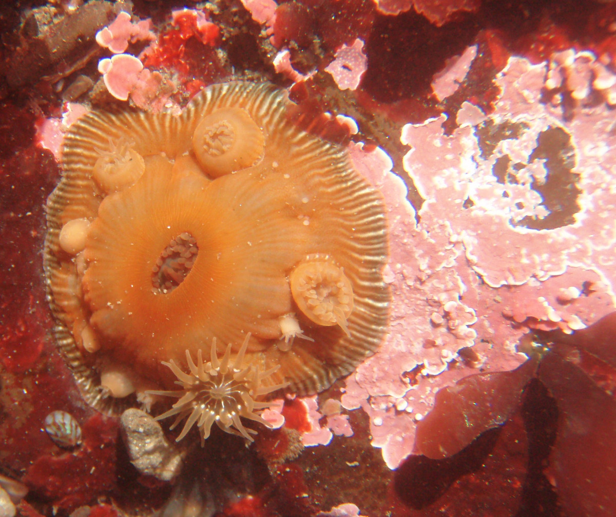 Brooding Sea Anemones 