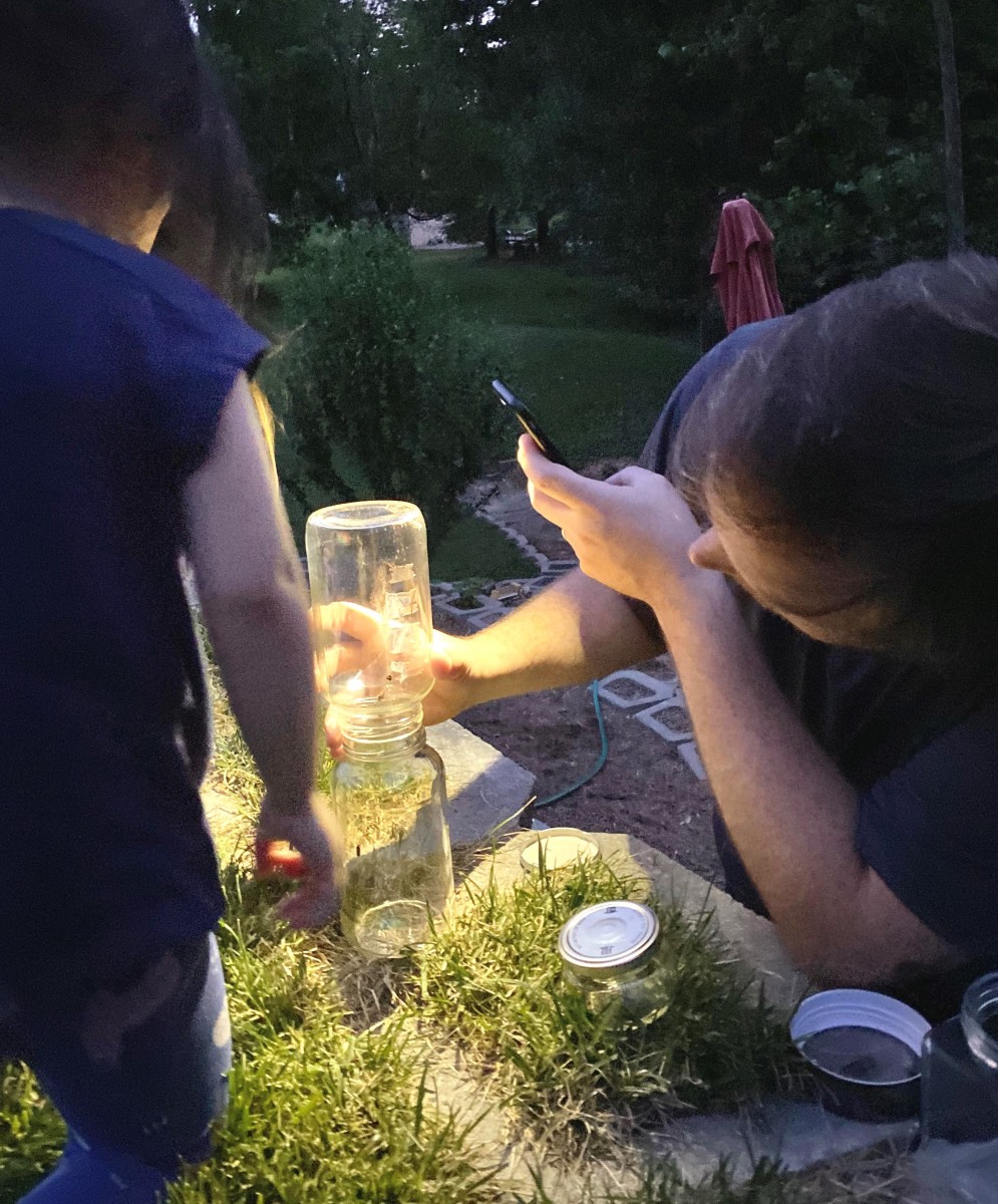 Catching Fireflies at Stone Wall Cottage . They were quickly released.  We want them to thrive here.  