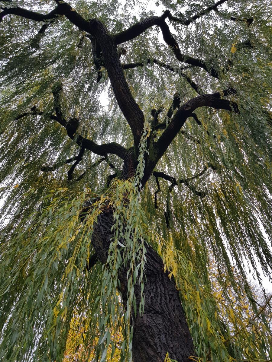 Willow trees attract a variety of songbirds that feed on willow seeds.