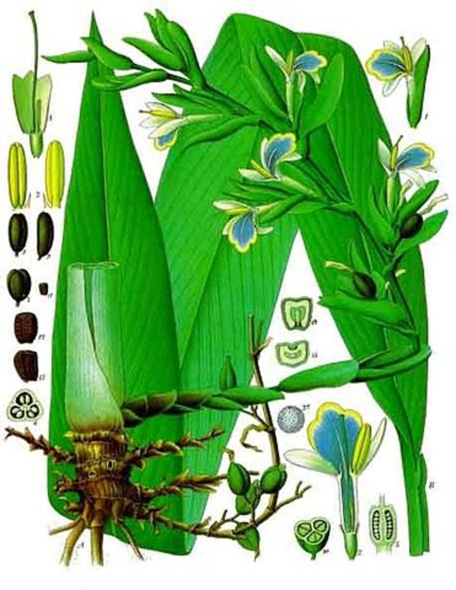 By Franz Eugen Köhler, Köhler's Medizinal-Pflanzen - List of Koehler Images,