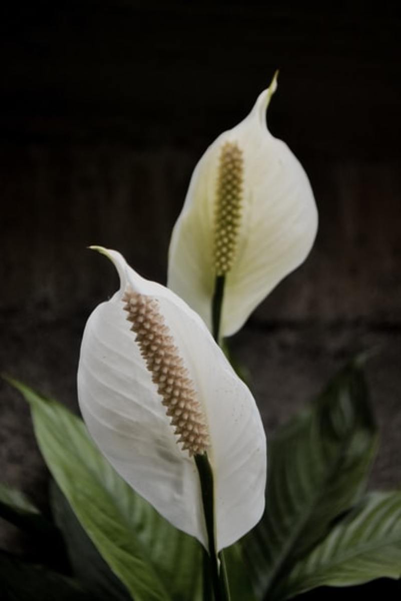 The peace lily is one of the more easy plants to care for and can bring many years of beautiful flowers and a wonderful fragrance.