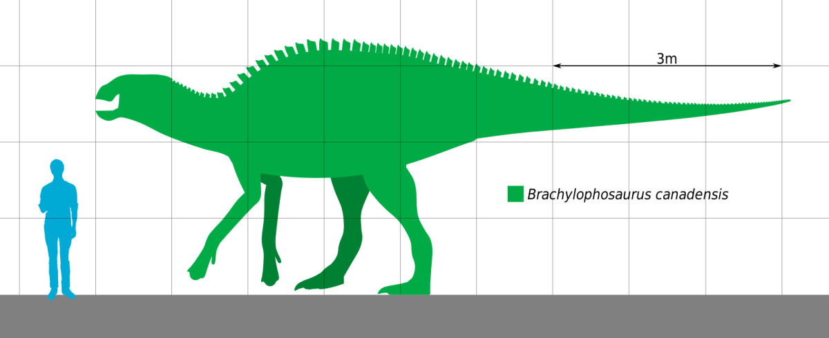 Size comparison between an average, adult human and adult Brachylophosaurus 