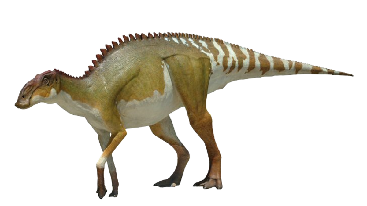 An artist's reconstruction of Brachylophosaurus 