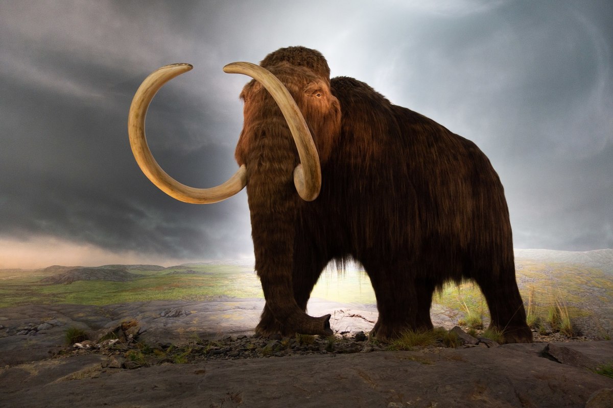An artist's reconstruction of a woolly mammoth
