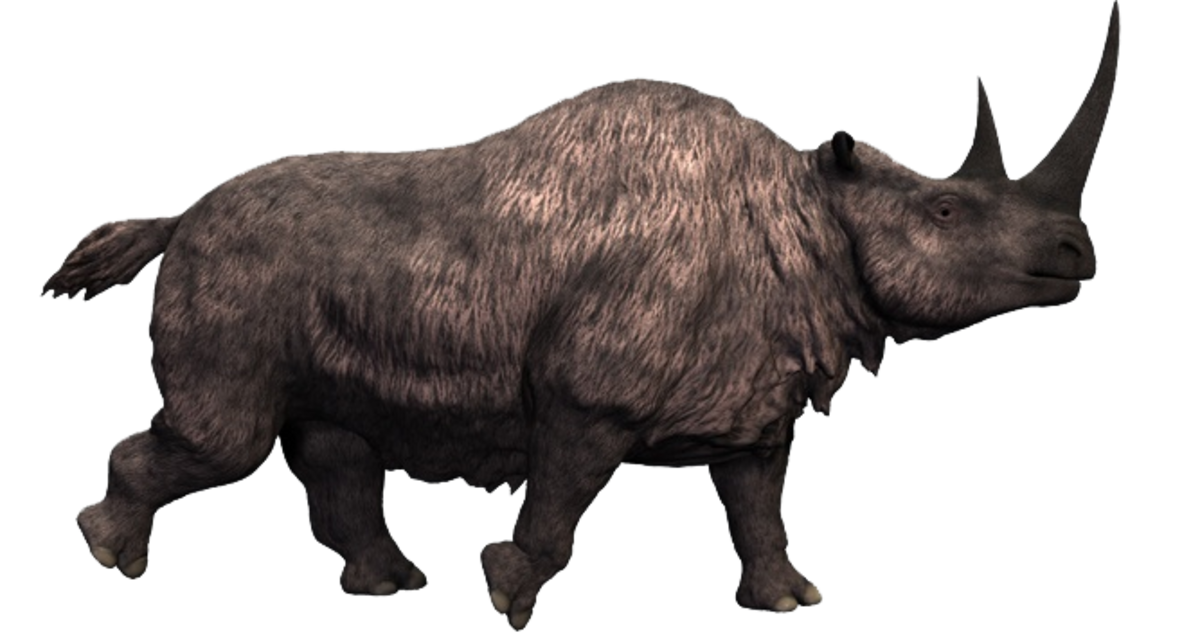An artist's reconstruction of a woolly rhinoceros 
