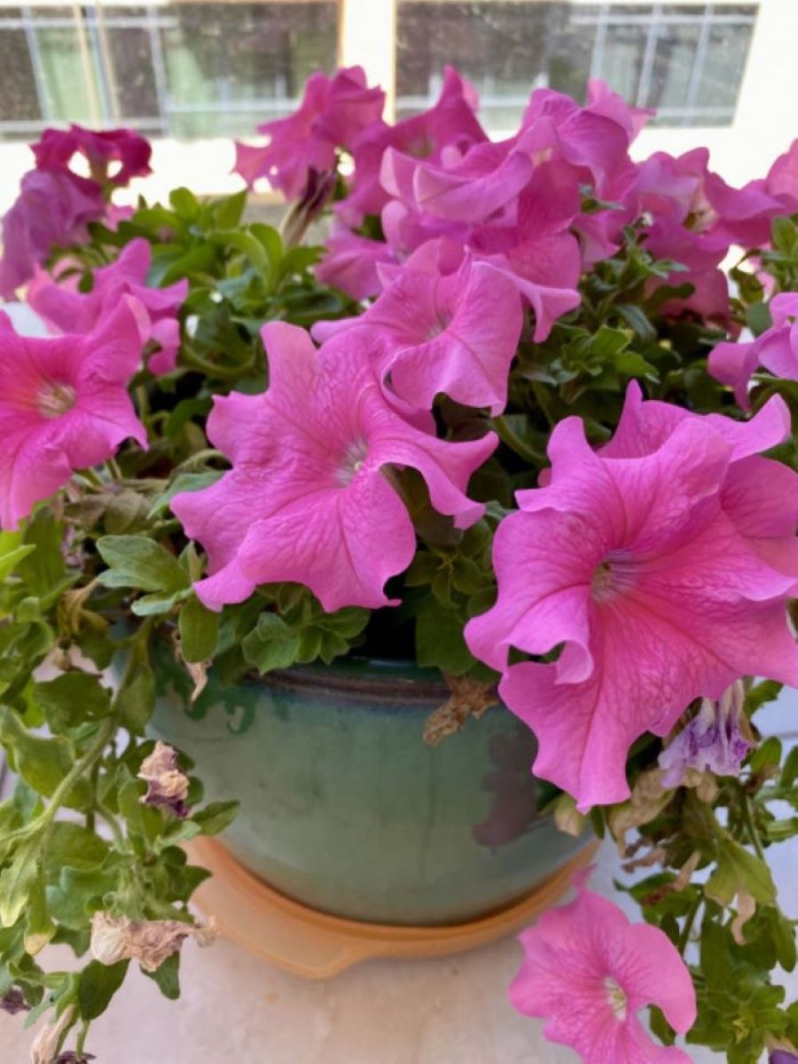 This guide will provide you with all the basic information you need to grow wonderful petunias. 