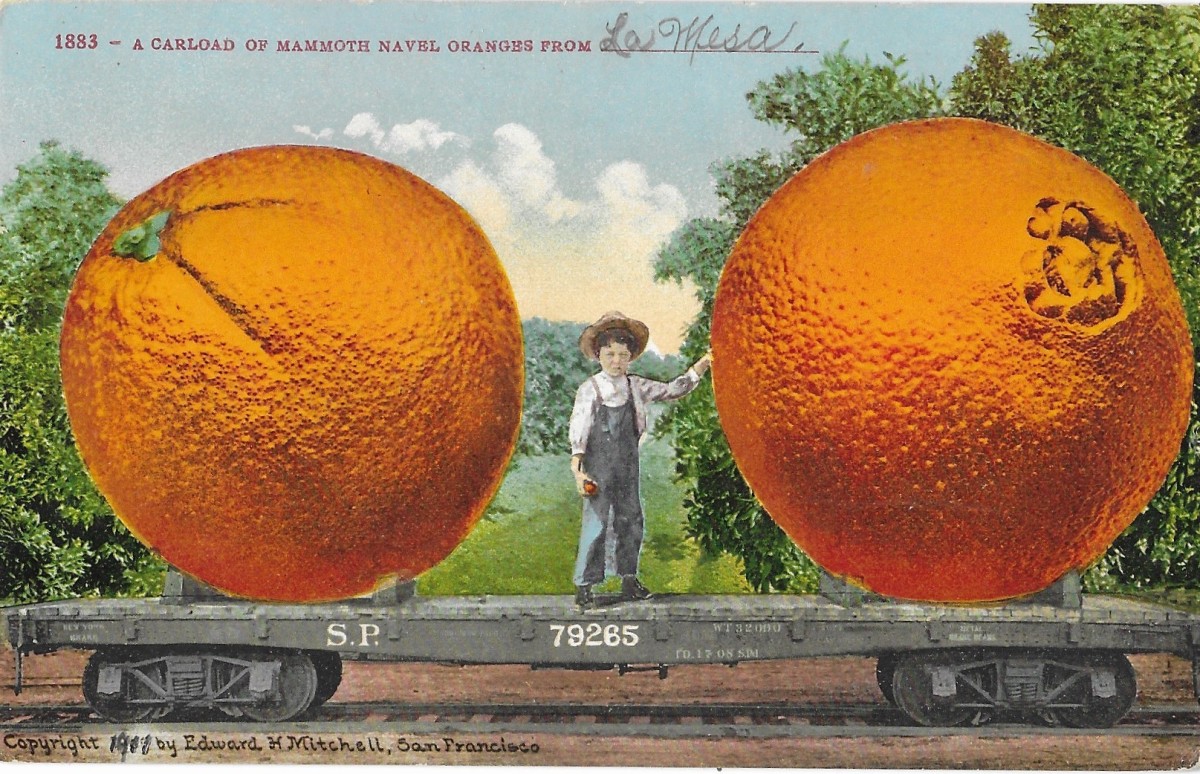 "Carload of Mammoth Navel Oranges From La Mesa," vintage postcard from 1911