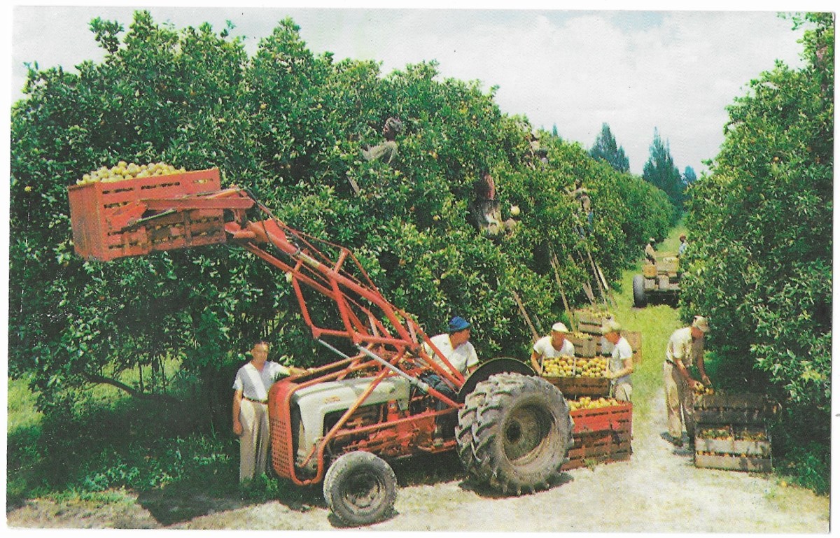 Citrus harvest in Florida as depicted in a vintage postcard