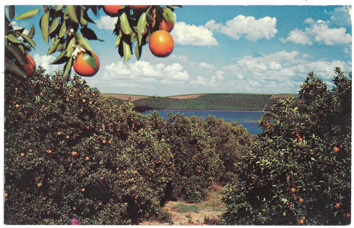 Florida orange grove in a vintage postcard