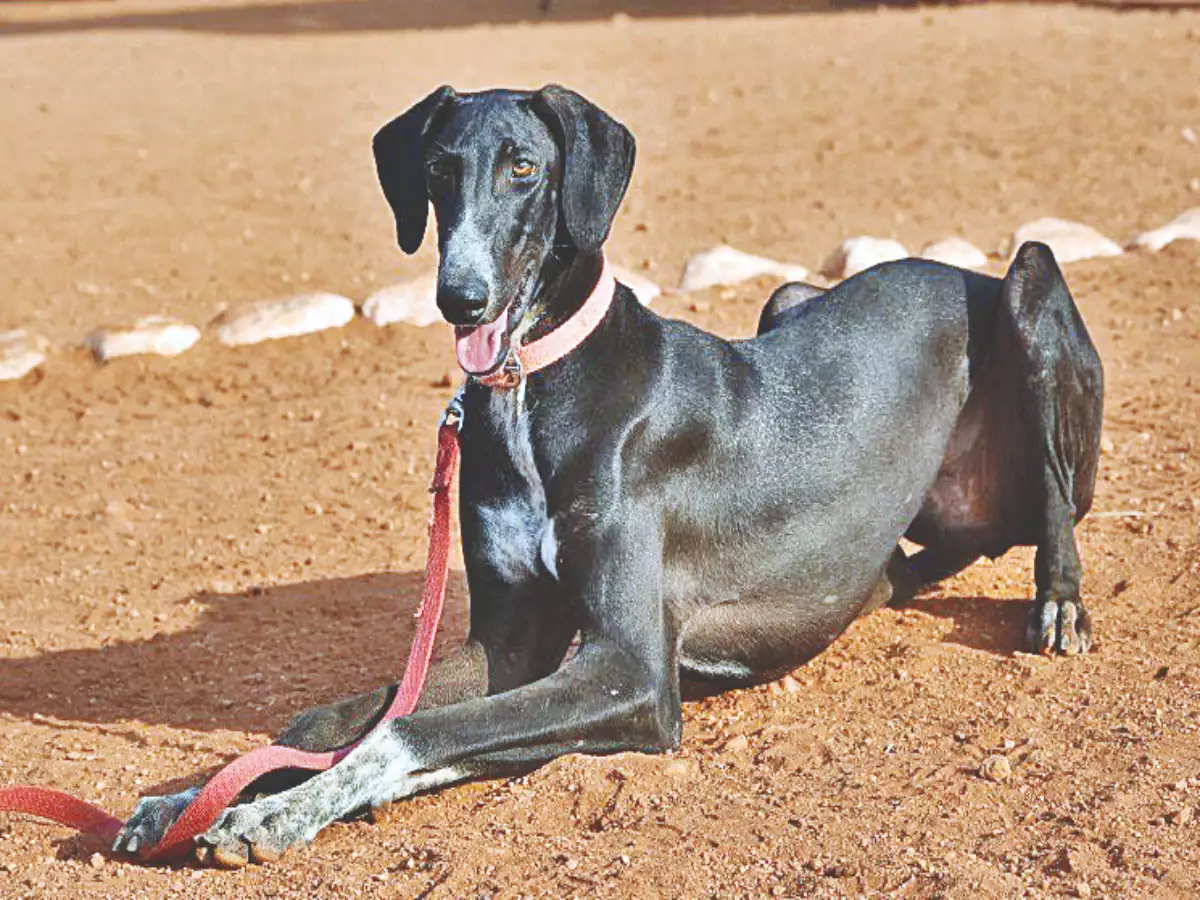 20 Dog Breeds Best Suited for South Indian Climate