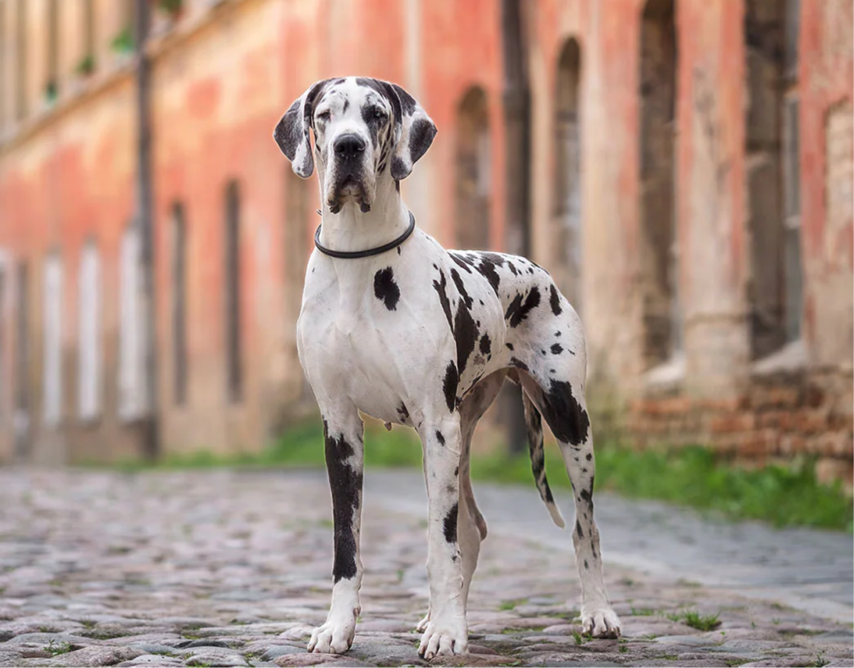 20 Dog Breeds Best Suited for South Indian Climate HubPages