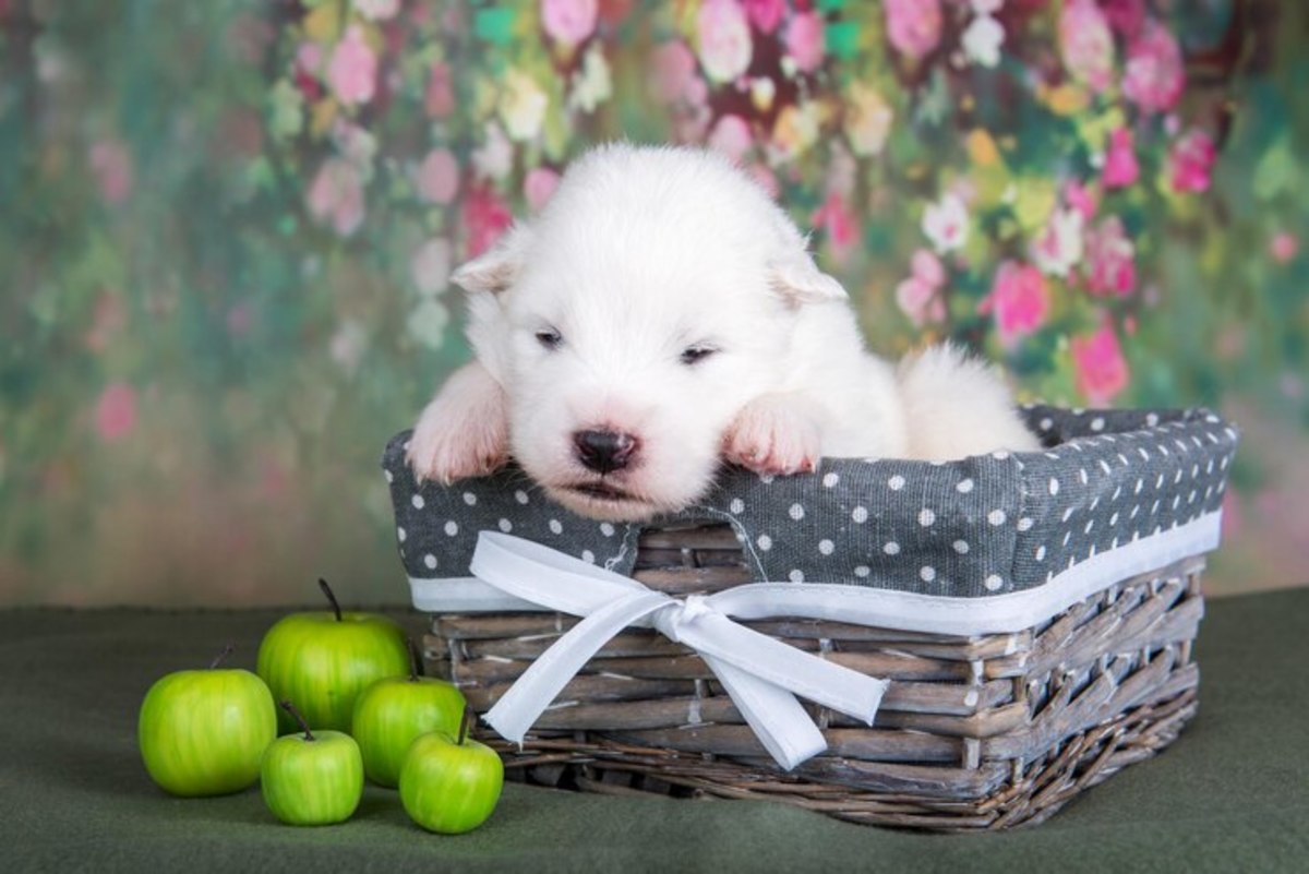 Can Dogs Eat Apple?