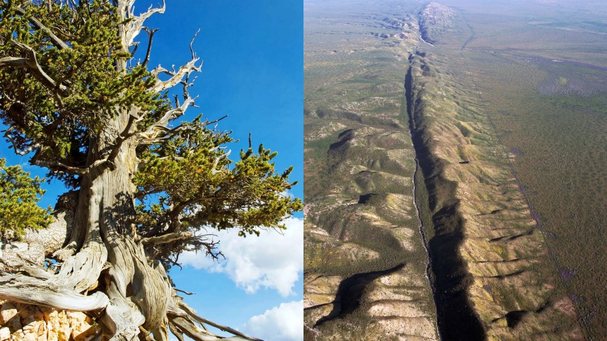 Bristlecone pine (left) San Andreas Fault (right)