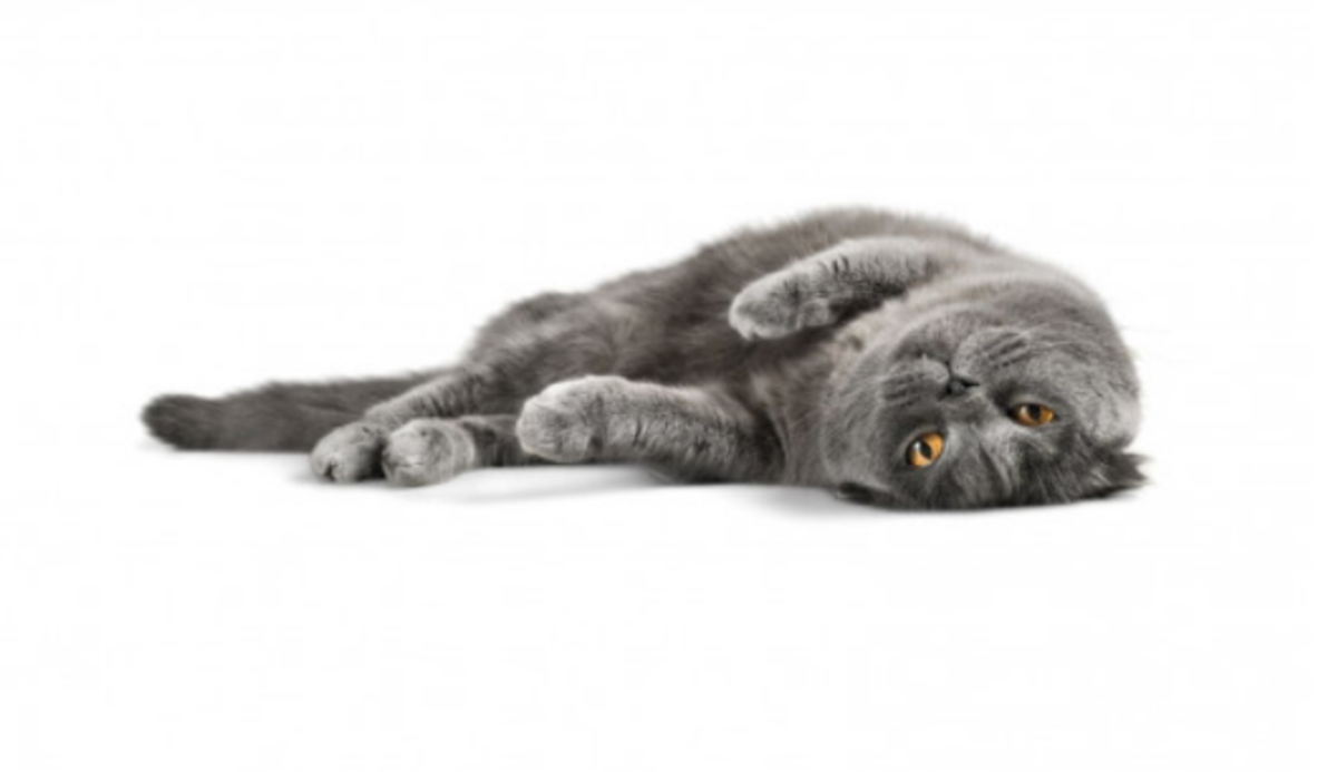 Top 7 Most Common Diseases in Cats and What Are Pneumonia Signs in Your Cats?