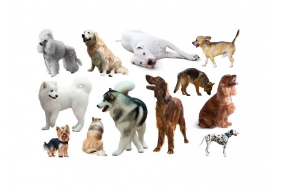 the-complete-guide-to-dog-breeds-and-how-they-differ-across-the-world