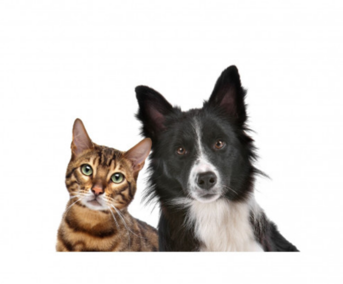 How to naturally treat liver diseases in dogs and cats? And how both Cat and Dog are important in human’s life?