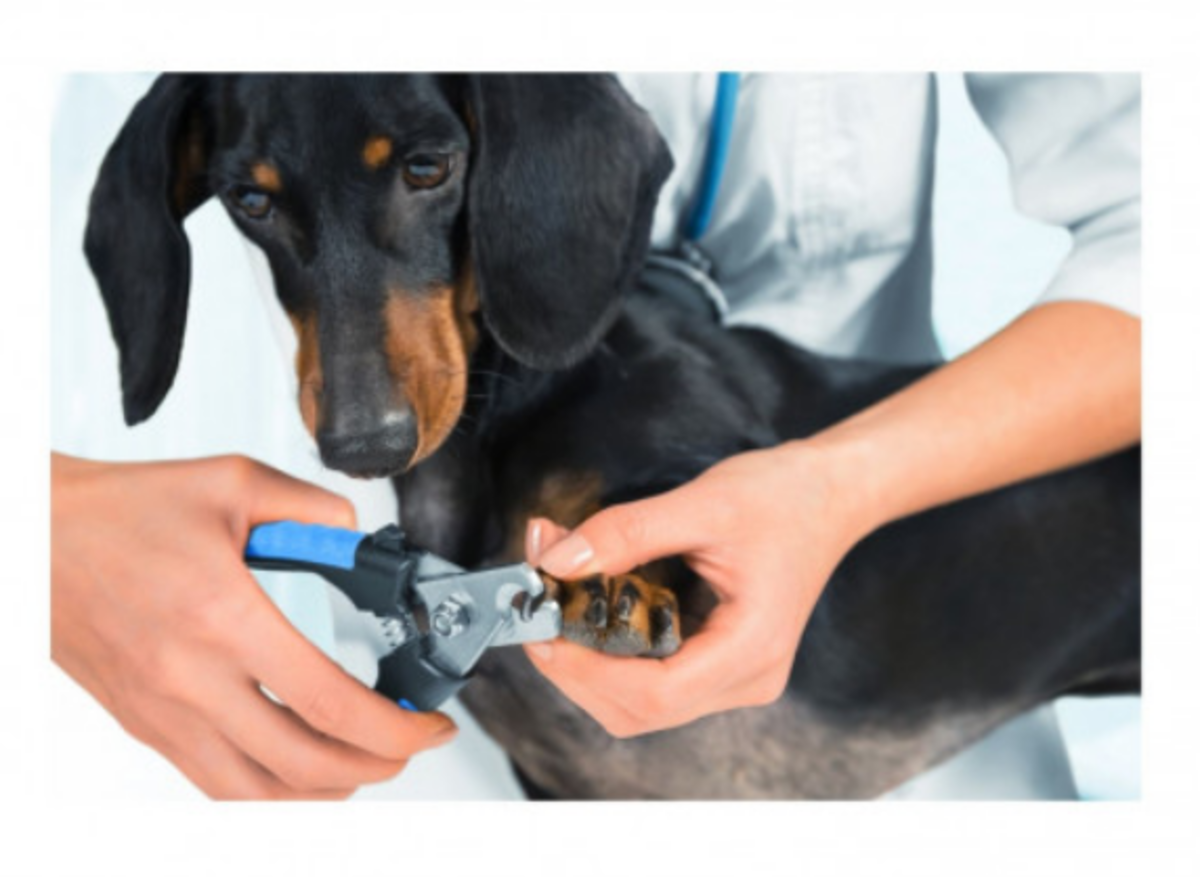 how-to-take-care-of-dog-nails-at-home-step-by-step-with-tips-and-top-deadly-dog-diseases
